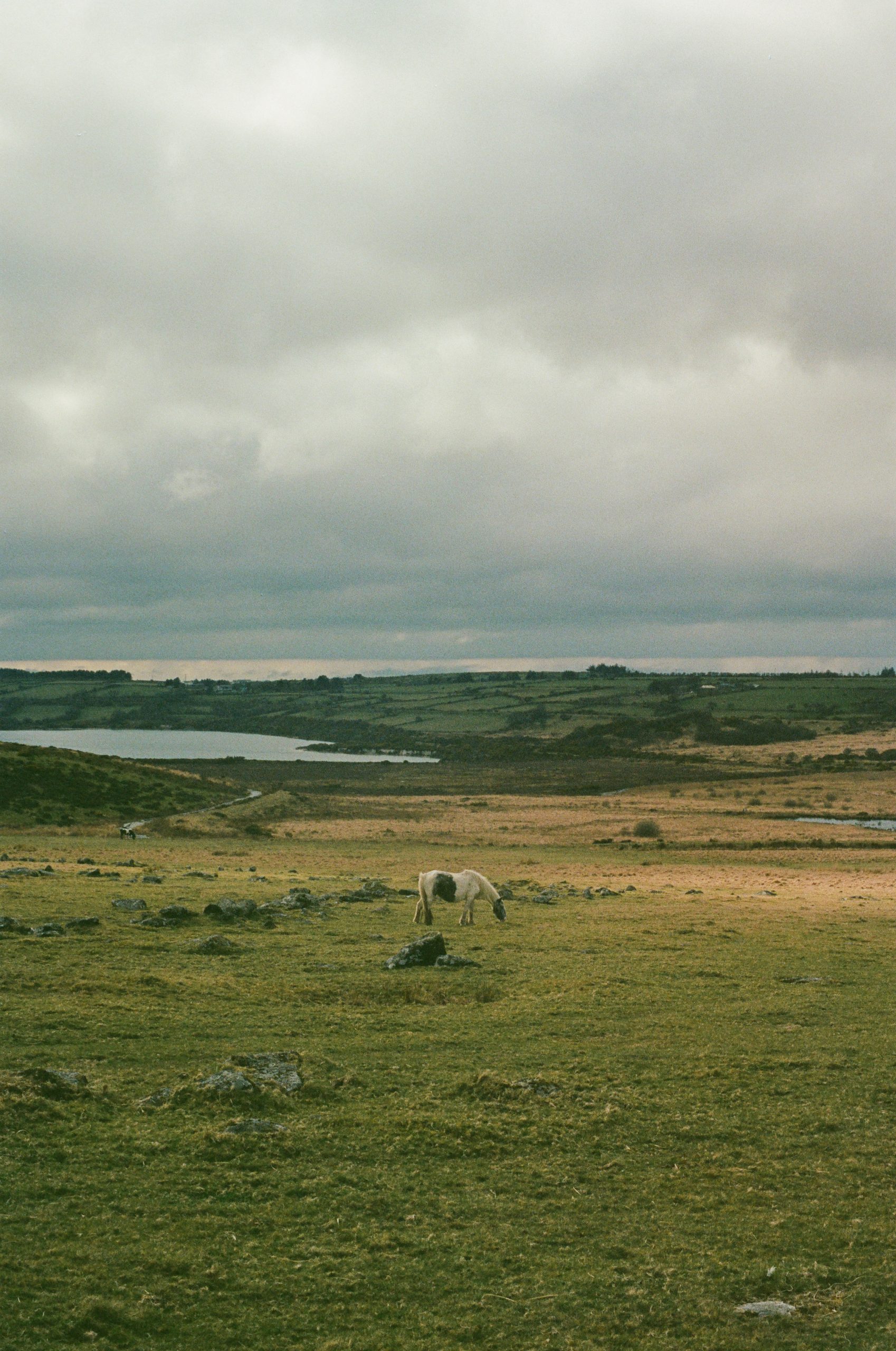 A horse near Bodmin