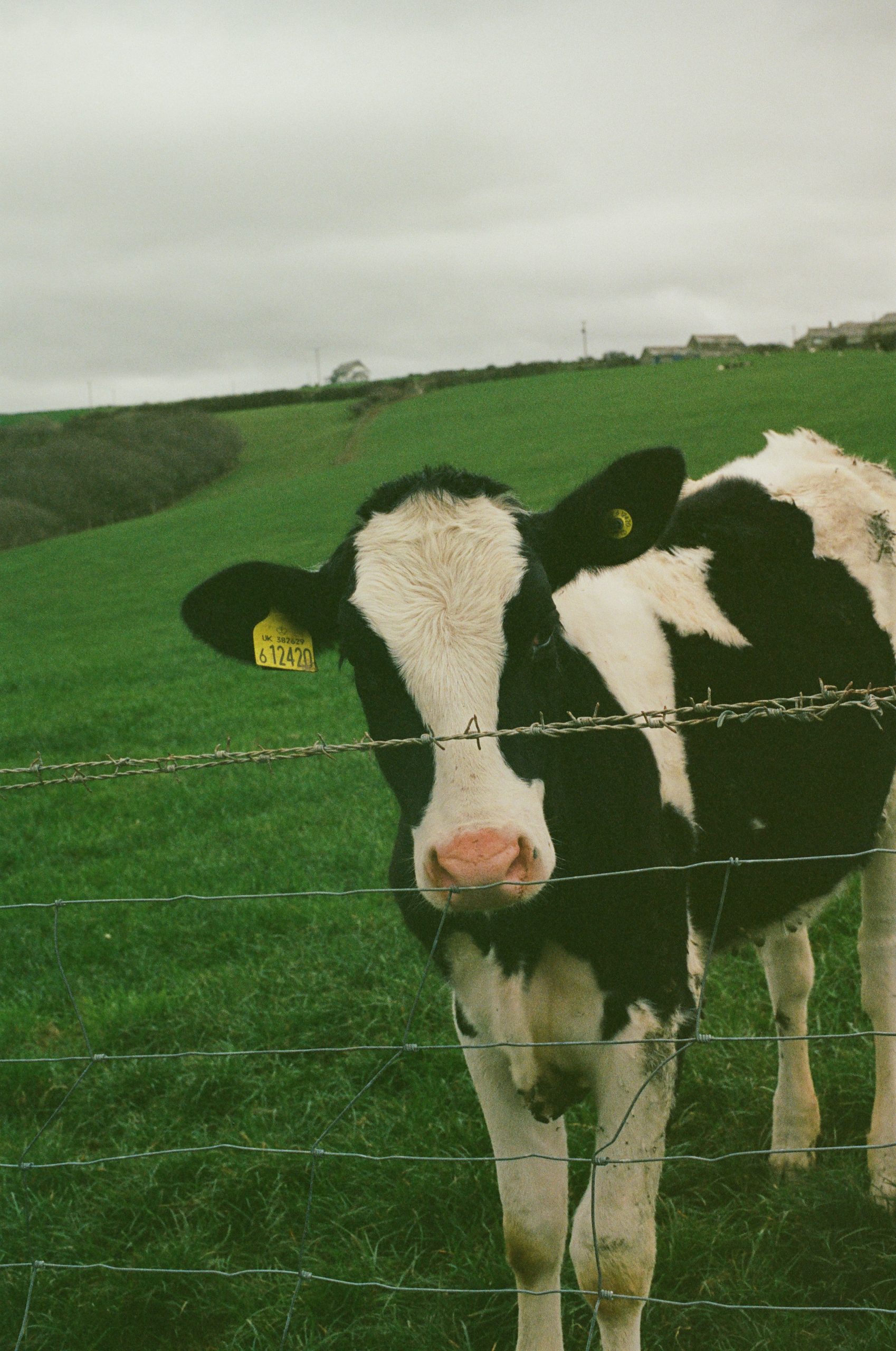 Classic cow